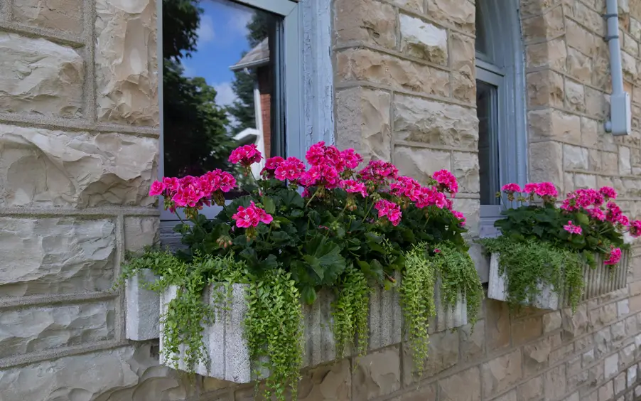 Flower pots outside of a window