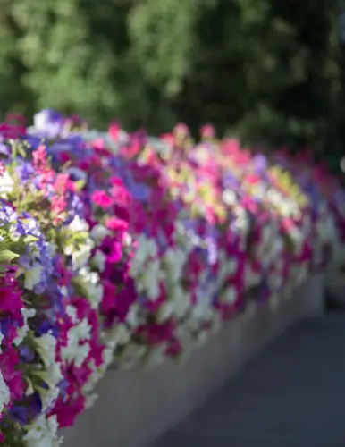 Flower decorations at a bridge in Stirling, ON